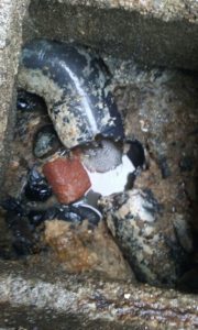 Spurghi Ospiate